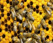 abelhas-sao-indicadoras-de-poluicao-no-ambiente-14