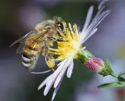 abelhas-sao-indicadoras-de-poluicao-no-ambiente-15