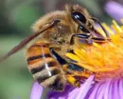 abelhas-sao-indicadoras-de-poluicao-no-ambiente-2