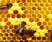 abelhas-sao-indicadoras-de-poluicao-no-ambiente-3