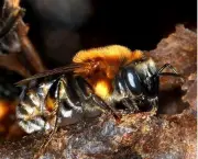 abelhas-sao-indicadoras-de-poluicao-no-ambiente-9