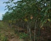 agricultura-quilombola-no-brasil-9