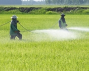 Agrotóxicos e Pesticidas (2)