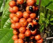 aguardente-de-frutos-da-amazonia-12