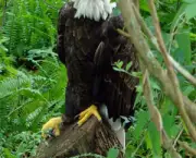 aguia-americana-1