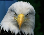 aguia-americana-5