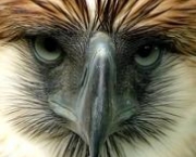 aguia-filipina-10