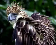 aguia-filipina-11