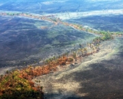 Ameaças ao Bioma do Cerrado (2)