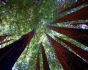 analogia-da-sequoia-3
