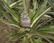 ananas-8