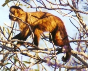 animais-que-sairam-da-lista-de-ameacados-de-extincao-primatas-e-lobos-1