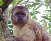 animais-que-sairam-da-lista-de-ameacados-de-extincao-primatas-e-lobos-2