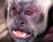 animais-que-sairam-da-lista-de-ameacados-de-extincao-primatas-e-lobos-6