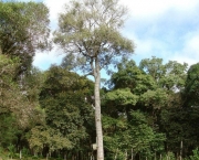 Árvore Carvalho Brasileiro (3)