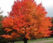 Árvore Red Maple (3)