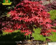 Árvore Red Maple (8)