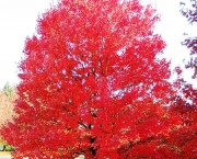 Árvore Red Maple (9)
