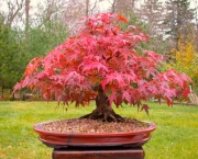 Árvore Red Maple (13)