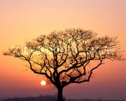 Sunset with a silhouette of a leafless tree