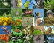 Biodiversidade - A Diversidade da Vida (1)