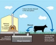 biogas-produzido-por-bacterias-anaerobicas-4