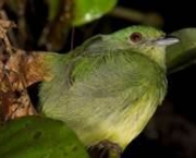 bolivia-maior-biodiversidade-do-mundo-no-parque-nacional-madidi-8