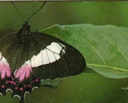 borboleta-da-restinga-1