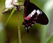 borboleta-da-restinga-10