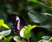 borboleta-da-restinga-14