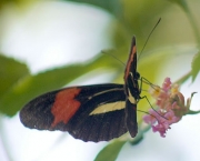 borboleta-da-restinga-15