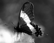 borboleta-da-restinga-3