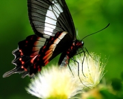 borboleta-da-restinga-5