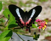 borboleta-da-restinga-6