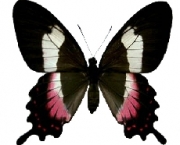 borboleta-da-restinga-7