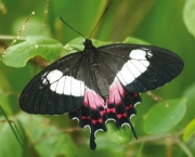 borboleta-da-restinga-8