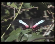 borboleta-da-restinga-9