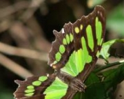 borboleta-verde-12
