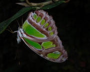 borboleta-verde-13