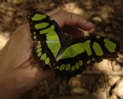 borboleta-verde-15