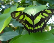 borboleta-verde-3