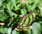 borboleta-verde-4