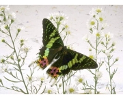 borboleta-verde-5