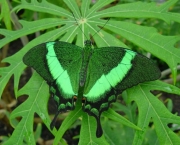 borboleta-verde-6