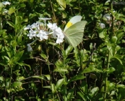 borboleta-verde-8