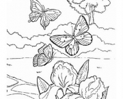 borboletas-para-colorir-12