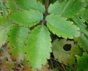 Bryophyllum pinnatum (1)