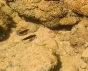 causas-de-doencas-em-corais-4