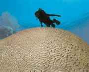 causas-de-doencas-em-corais-7