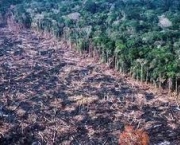causas-do-desmatamento-2